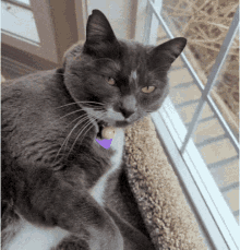 a gray and white cat with a purple collar is laying on a cat tree looking out a window .