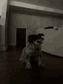 a small dog sitting in a dark room with a white couch in the background