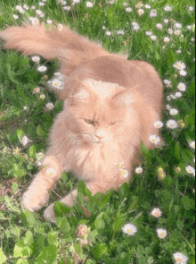 a fluffy cat is laying in a field of flowers