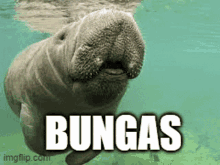 a manatee is swimming in the water with the word bungas written above it .