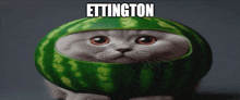 a cat is wearing a watermelon hat with the word ettington on the bottom