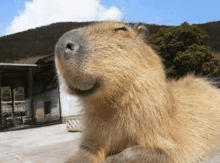 a close up of a capybara laying down on the ground .