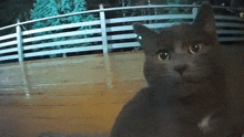 a cat sitting on a wooden deck with a fence in the background