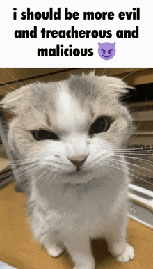 a cat with an angry look on its face and the words i should be more evil and treacherous and malicious