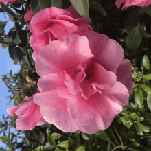 a closeup of a pink flower with a blue sky in the background