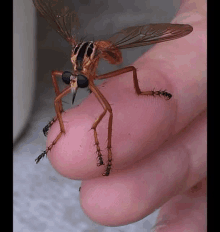 a person is holding a fly on their finger with ants around it .