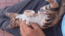 a cat laying on a person 's lap with its eyes closed