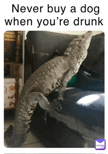 a picture of a crocodile sitting on a couch with the caption never buy a dog when you 're drunk