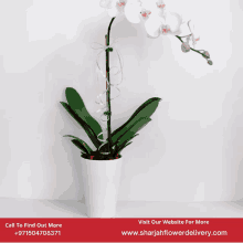 a white orchid in a white pot with the website www.sharjahflowerdelivery.com on the bottom