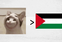 a picture of a cat next to a picture of the palestinian flag