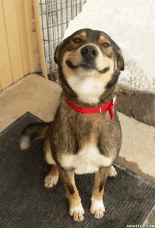 a smiling dog wearing a red collar is sitting on a black mat