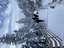 a group of people walking down a snowy path with trees covered in snow