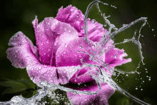 a close up of a purple flower with water splashing on it