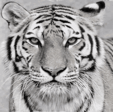 a black and white photo of a tiger 's face looking at the camera .