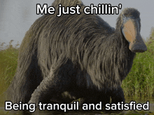 a picture of a large animal that says me just chillin being tranquil and satisfied