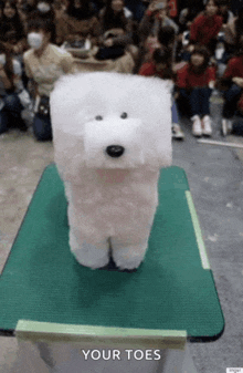 a white stuffed animal is sitting on a green table with the words " your toes " written below it