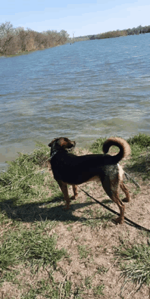 a dog on a leash looking at a lake