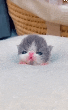 a small gray and white kitten is laying on a white blanket on a bed .