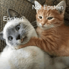 two cats laying on a couch with the words not epstein epstein