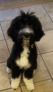 a small black and white dog is sitting on a tiled floor