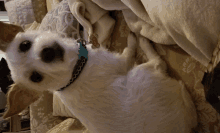 a small white dog with a blue collar laying on a bed