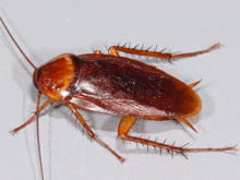 a close up of a cockroach with a white background