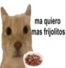 a cat is standing next to a bowl of food and says `` ma quiero mas frijolitos '' .