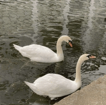 two white swans are swimming in a pond next to a sidewalk .