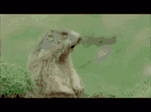 a pixelated image of a ground squirrel looking up