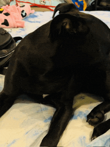 a black dog is laying on a bed with a pink cow blanket