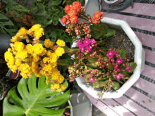 yellow and pink flowers in a white pot with a monstera leaf