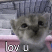 a kitten is looking at the camera with the words lov u written below it