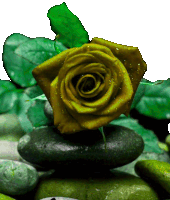 a yellow rose with green leaves is sitting on a pile of green rocks