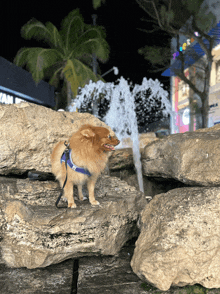 a small dog is standing on a rock near a water fountain