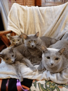 a group of cats laying on a blanket on a bed