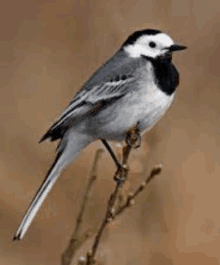 a small bird perched on a branch with a brown background .