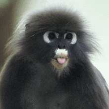 a close up of a black monkey with white spots on its face