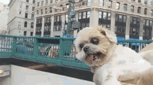 a small brown and white dog is sitting on a bridge in front of a building that says duane st.