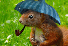 a squirrel with a pipe and an umbrella