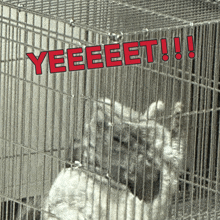 a cat in a cage with the words yeeeeet written above it