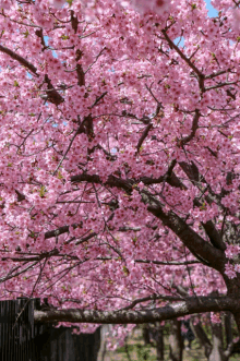 a cherry blossom tree with lots of pink flowers on it