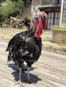 two turkeys are standing on a wooden deck