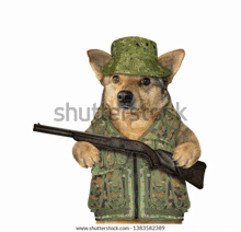 a dog in a camouflage vest and hat is holding a gun .