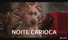 a dog is standing in front of a red couch with the words noite carioca above it