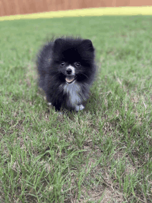 a black and white pomeranian puppy is standing in the grass