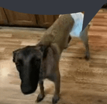 a dog is standing on a wooden floor with a speech bubble behind it