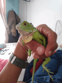 a person wearing a casio watch holds a lizard in their hand