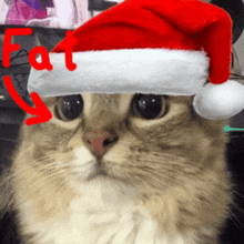 a cat wearing a santa hat with the word fat written above it