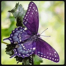 a close up of a purple butterfly on a plant