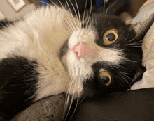 a black and white cat laying on a couch